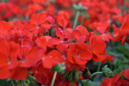 Picture for category Flowers