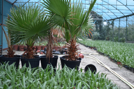 Picture for category Trees